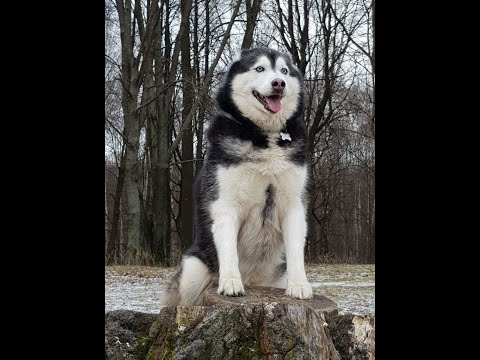 Видео: Новичок на RedRagon PVE #shorts #husky #stream #dayz  #mods #gameplay #хочуврек #рекомендации