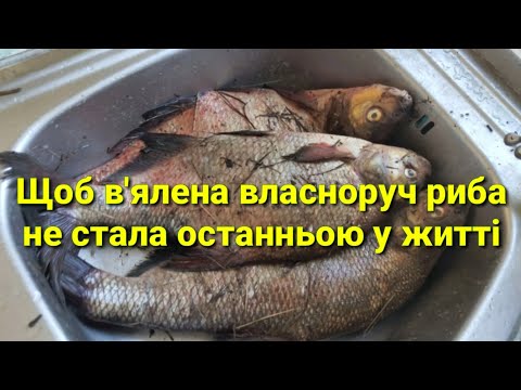 Видео: Вялю речную рыбу по всем правилам - ботулизм и глисты теперь не страшны!