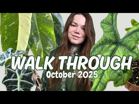 Видео: Экскурсия по коллекции комнатных растений в октябре 2025 г.