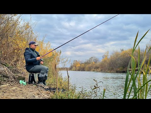 Видео: На Поплавок Ця Риба Зараз Клює. Риболовля в ЛИСТОПАДІ