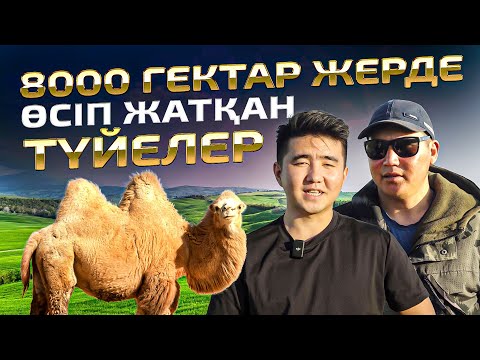 Видео: 1 түйеден 1 500 000тг пайда. Мал шаруашылығы