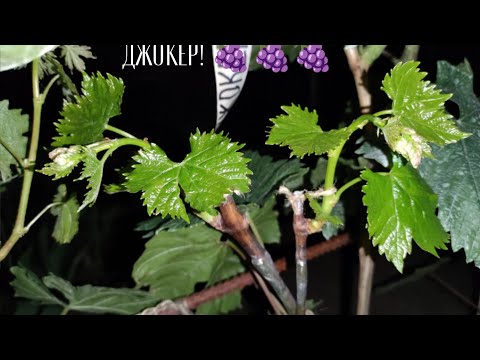 Видео: Всё что я привил в 2024 году! 🍇🍇🍇Тел. +79054033245, WhatsApp Viber+79528500417.