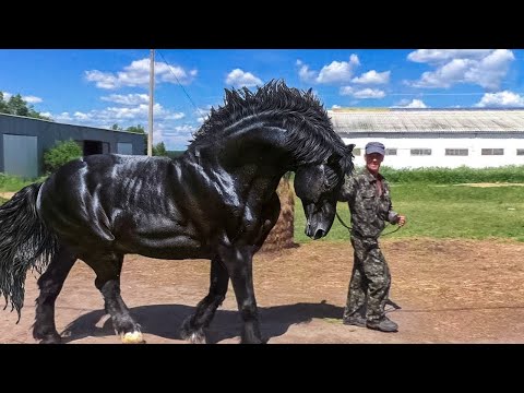 Видео: 13 Самых Больших и Сильных Лошадей на Планете