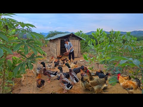 Видео: Постройте новый бамбуковый курятник. Заберите кур и уток жить в горы.