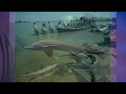 Видео: §42 "Учимся с "Полярной звездой"(7), География 9 класс, Полярная звезда