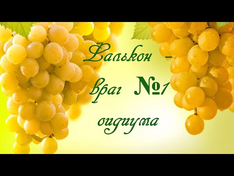 Видео: Фалькон - враг №1 оидиума