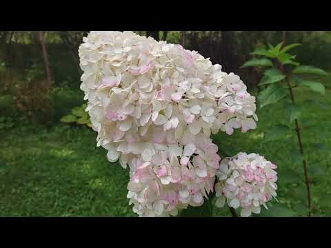 Видео: Ванилла Фрайз- цветение на 3 год. ✨