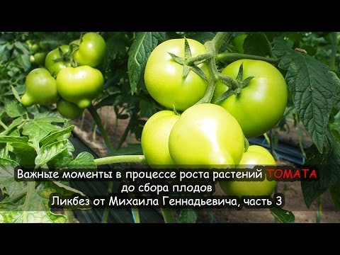 Видео: Важные моменты в процессе роста растений ТОМАТА до сбора плодов. Ликбез от Михаила Геннадьевича