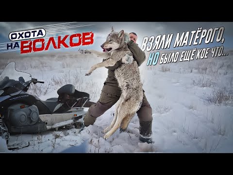 Видео: Добыли матерого волка!охота на волков.wolf hunting.