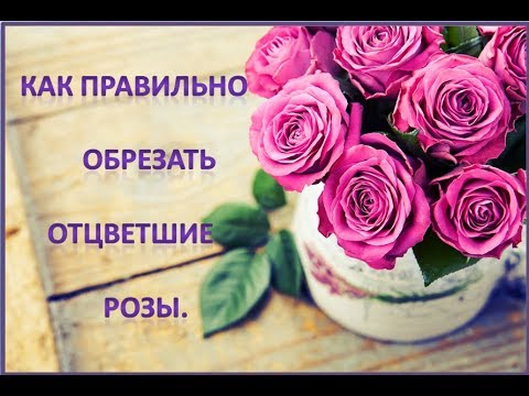 Видео: Как правильно обрезать отцветшие розы.Ч-гибридные,бордюрные,плетущиеся,парковые.