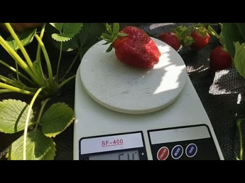 Видео: Потенциал сорта Альба без полива  Идеальный сорт пекинской капусты!