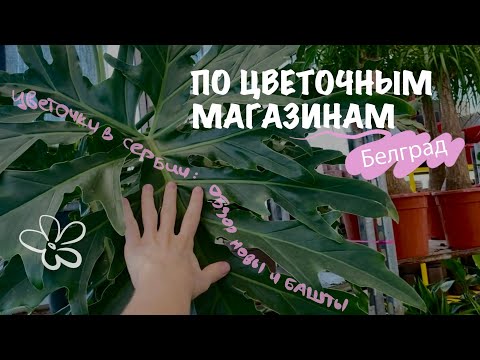 Видео: Где купить растения в Сербии в Белграде? Обзор магазина Нова и Башта