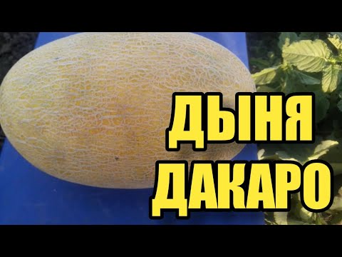 Видео: Дакаро! Ультрарання, вкусная, сладкая дыня !!!
