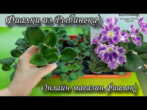 Видео: Излишки коллекции сортовых фиалок) Видео для моего ТГ канала. Предлагаю 36 сортов.