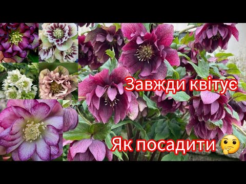 Видео: Морозник, чемерник , де найкраще посадити