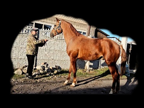 Видео: Ростовской ДОНЧАК 💥