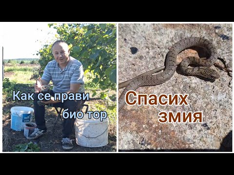 Видео: Как се прави био тор и леха за краставиците мулчиране и връзване на краставици-змия в стопанството
