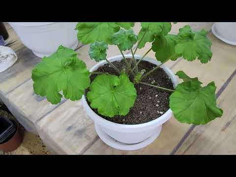 Видео: #634. Сорта с особенностями- ЮВ Карфаген,Eva Fly,Rushmoor Avon,ЮВ Баронесса