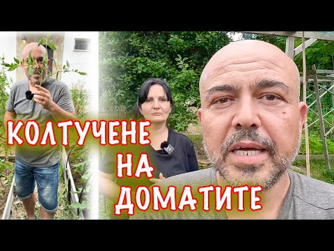 Видео: ДОМАТИ - колтучене, за и против!