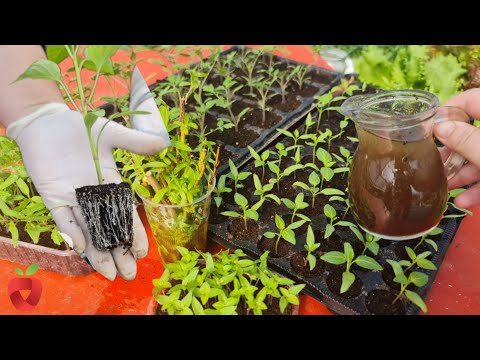 Видео: Не заблуждайтесь: будьте осторожны с пересадкой перца! Делай это так!