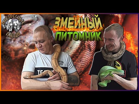 Видео: 💥Змеиный питомник дома -  опасность или удовольствие? // Интересные Люди💥