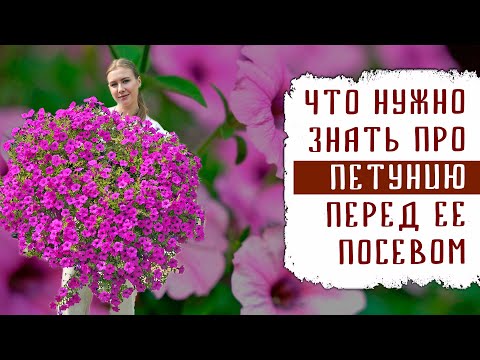 Видео: ЧТО НУЖНО ЗНАТЬ ПРО ПЕТУНИЮ ПЕРЕД ЕЁ ПОСЕВОМ НА РАССАДУ + СЕМЕНА САМОЙ КРАСИВОЙ ПЕТУНИИ