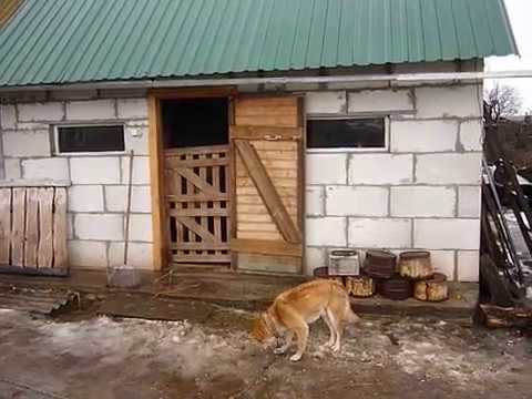 Видео: Козлятник(устройство и материалы)!