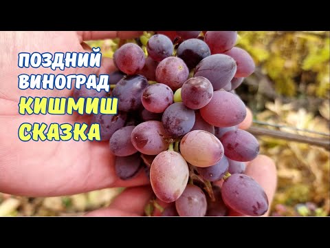 Видео: Кишмиш Сказка до поздней осени.