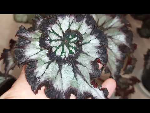 Видео: Бегонии ,продолжение