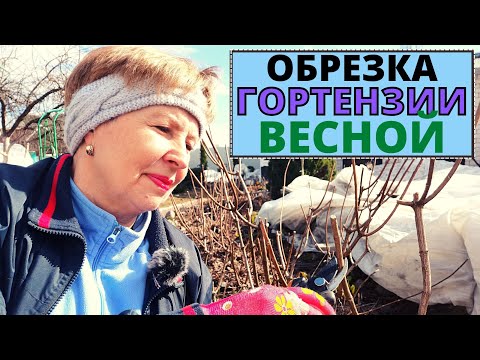 Видео: Хотите пышное цветение ГОРТЕНЗИИ? Что надо сделать весной?