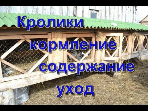 Видео: Кормление и содержание кроликов мой опыт