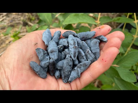 Видео: Югана жимолость, июнь 2025г