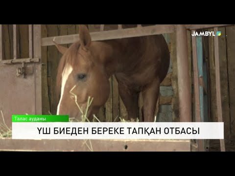 Видео: Үш биеден береке тапқан отбасы