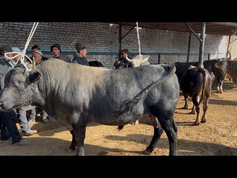 Видео: БУКА БАККАН ПАЙДА КАЛАВЫ !!! Караван мал базары 18-Октябрь