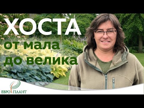 Видео: Хоста - от мала до велика