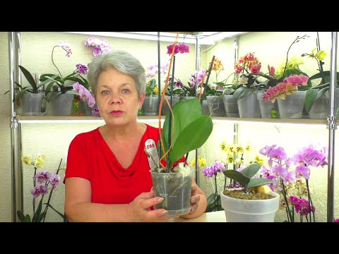 Видео: Уцененная орхидея Без Секретов... Что ОБЯЗАТЕЛЬНО нужно сделать ПОСЛЕ ПОКУПКИ?