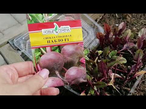 Видео: ОТЛИЧНАЯ ИДЕЯ | ТАК ВЫРАЩИВАЮ РАННЮЮ СВЕКЛУ В ТЕПЛИЦЕ