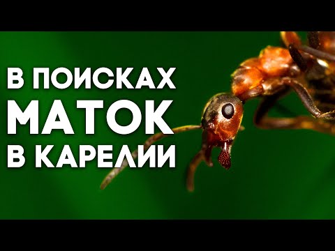 Видео: КАКИЕ МУРАВЬИ ЖИВУТ НА СЕВЕРЕ? В ПОИСКАХ МАТОК В КАРЕЛИИ! ВЫПУСК#1 "Лесные муравьи" \\ Димон и пумба