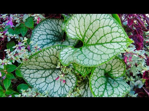 Видео: БРУННЕРА КРУПНОЛИСТНАЯ и СИБИРСКАЯ. ЯРКИЕ АКЦЕНТЫ В САДУ. Brunnera macrophylla. Beautiful garden.