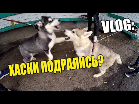Видео: VLOG: ХАСКИ ПОДРАЛИСЬ ? ►ДЕНЬ РОЖДЕНИЕ ПАПЫ !!!