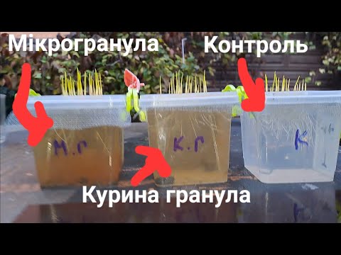 Видео: МІКРОГРАНУЛА VS КУРИНА ГРАНУЛА.