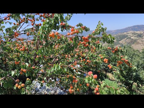 Видео: Тропа Эфелер, Турция -2024. Часть 5