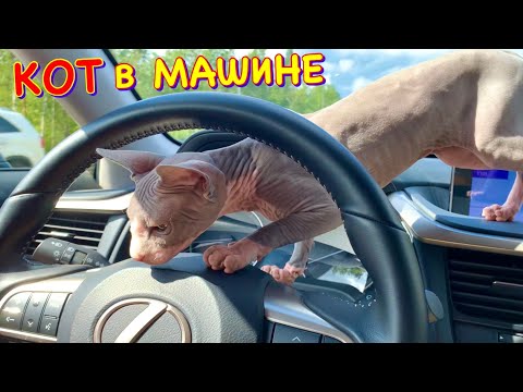 Видео: Кот за Рулём? 😱 24 Часа в МАШИНЕ с Котом Миллионом