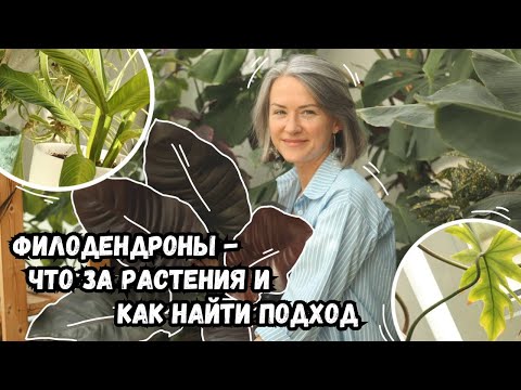 Видео: Филодендроны - что это за растения, и как найти к ним подход | секреты ухода за филодендронами