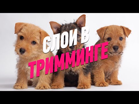 Видео: ТРИММИНГ СОБАК / КАК ОФОРМИТЬ СЛОИ В ТРИММИНГЕ / ПРЯМОЙ ЭФИР / GROOM SCHOOL