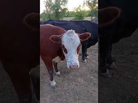 Видео: Синий телёнок прелесть 🤗 , но Новенькой , чертихи , нет 🤷 , надеюсь на лучшее 🙏🐮