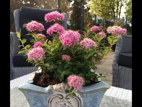 Видео: Спирея японская 🌸 как вырастить  в кашпо 🧐 спирея японская как кадочная культура