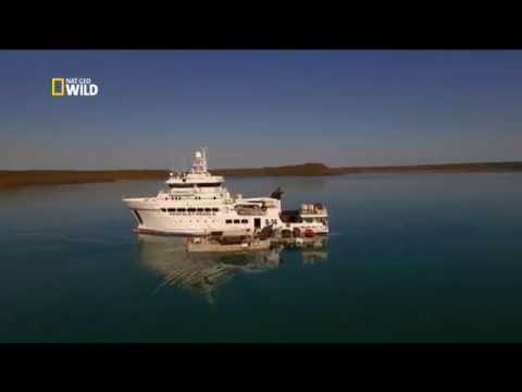 Видео: Секретная жизнь жемчужин - The secret life of Pearls 2015 Nat Geo Wild