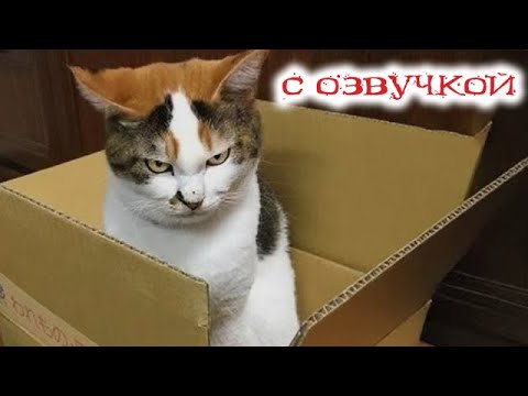 Видео: Приколы с котами! С ОЗВУЧКОЙ! Смешные коты! САМЫЕ СМЕШНЫЕ ЖИВОТНЫЕ! УГАР!