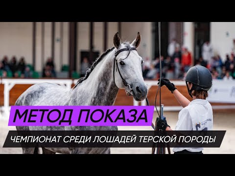 Видео: Метод показа лошади на чемпионате среди лошадей терской породы